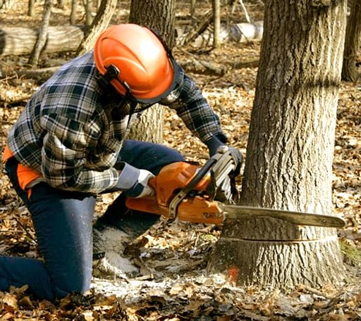 Tree Removal in Clare, IL